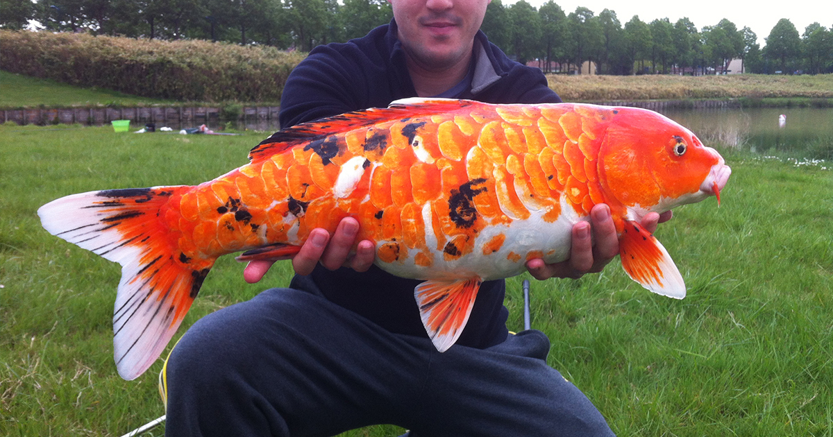 Débutants pêche à la carpe : comment reconnaître une carpe ?